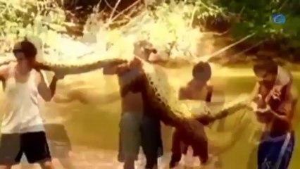 Encuentran una anaconda de 5 metros en la Amazonia peruana