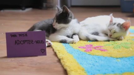 chatons à adopter CHAMBERY