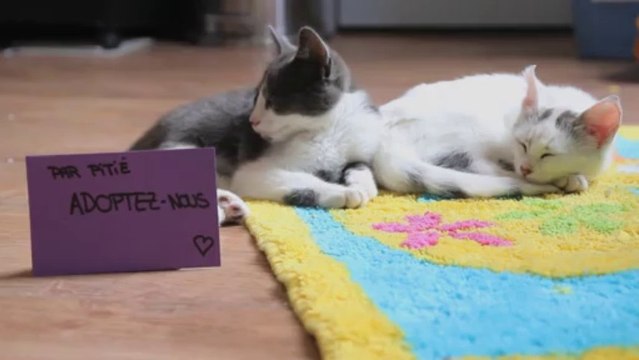 chatons à adopter CHAMBERY