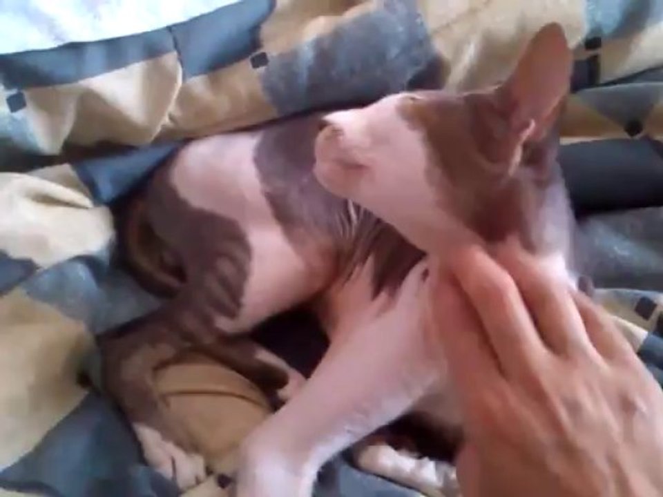 Figo