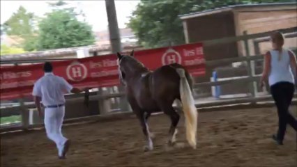 utha concours a saintes