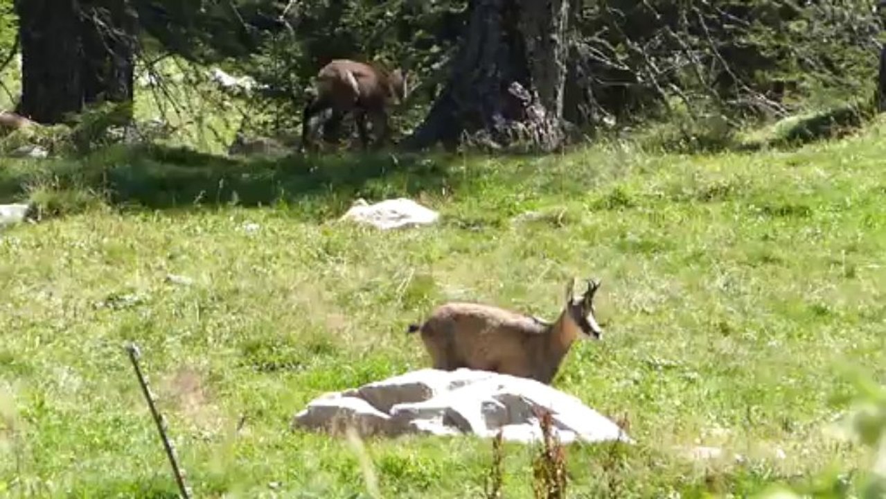 Jeux de chamois (2)