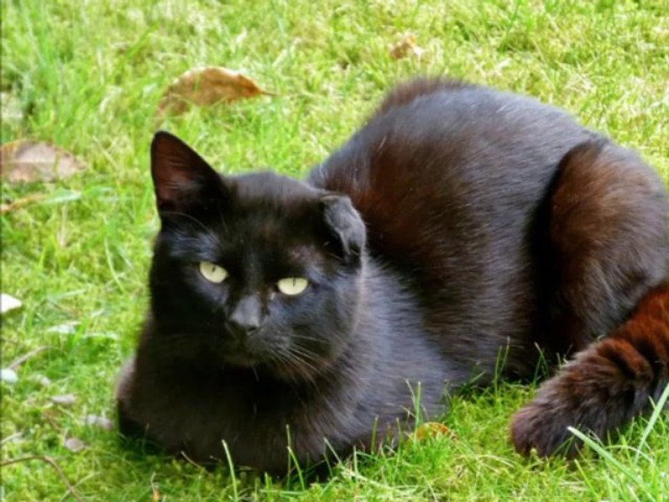 Sound of black cats - Malicia Darkwave