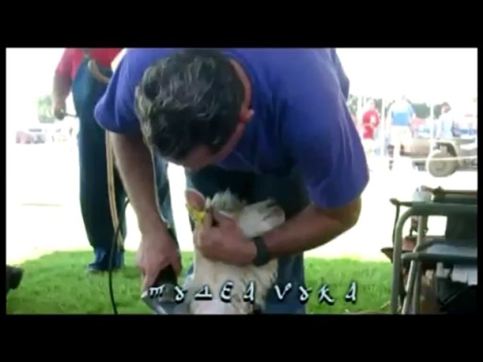 Konvoj - Sve preko tvojih leđa