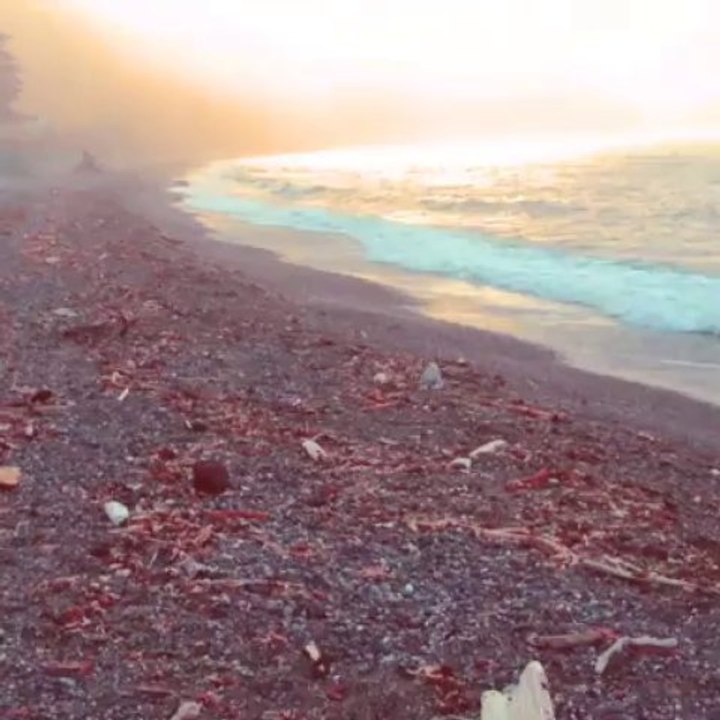Sekiu Beach, July 2013.