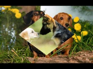 Greatest American Dog Theme