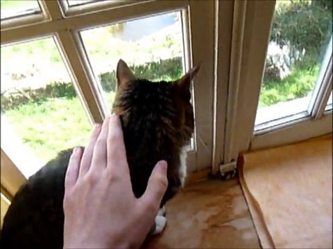 La chatte Tygrettes trop belle semi sauvage adore le terrain en Bretagne (9 avril 2013)!!.mov