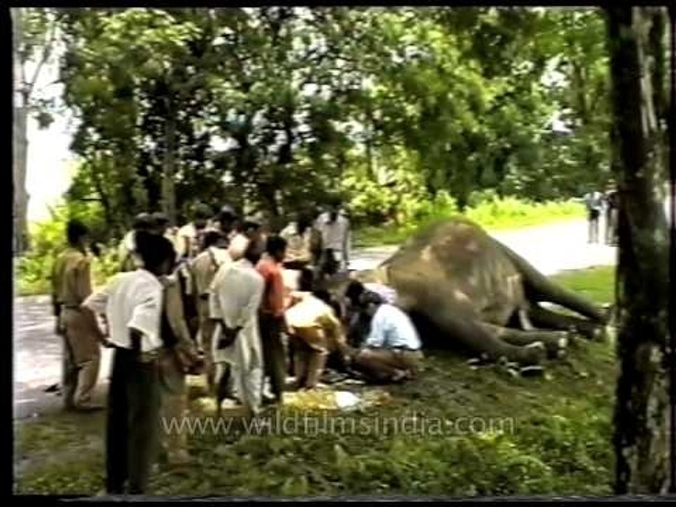 People gathered around the dead elephant