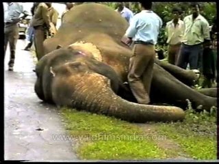 Death of a giant: a truck killed this elephant