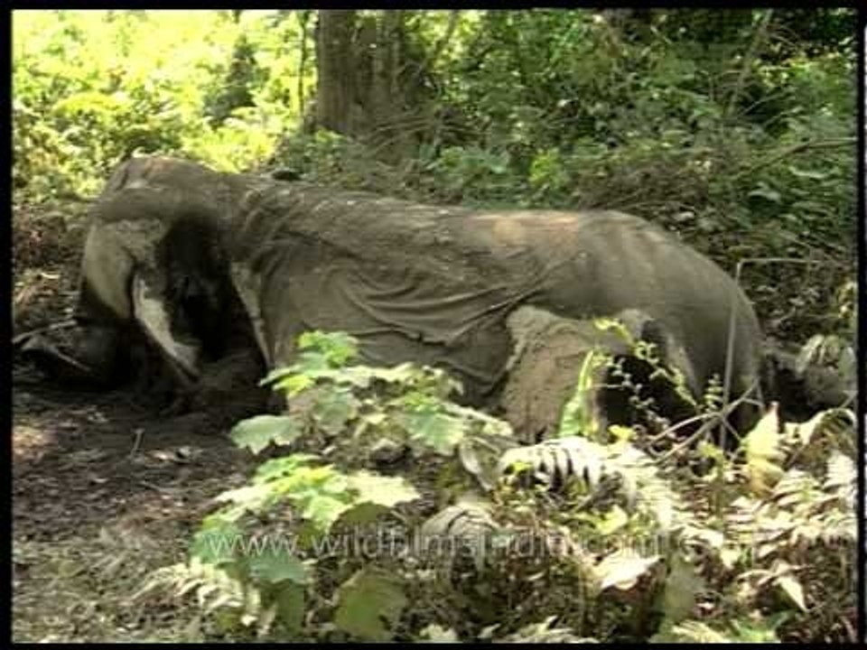 Dead Elephant