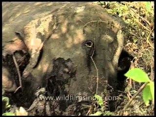 Poachers killed this majestic elephant: now it rots