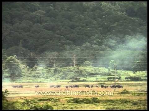 Herd of grazing buffaloes