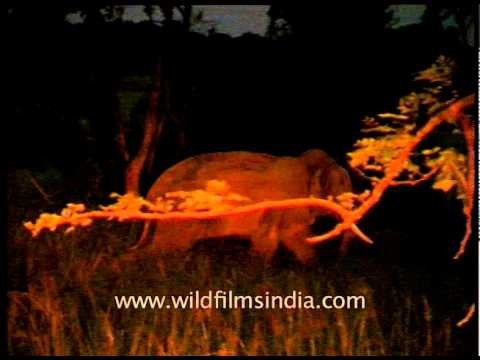 Asian elephant in Kaziranga National Park, Assam