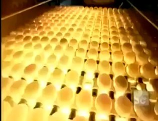 Commercial Egg Production and Processing Video- Must Watch