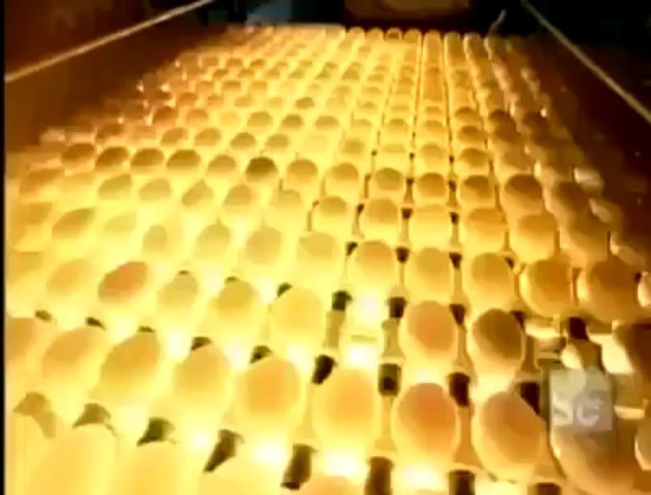 Commercial Egg Production and Processing Video- Must Watch