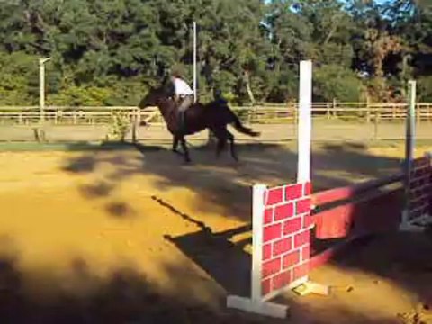 oxer jument 5 ans bleu blanc rouge