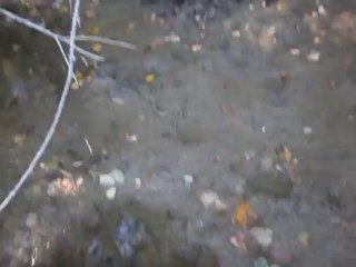 Vipère ou not Vipère le 05/09/2013 dans l'Herault