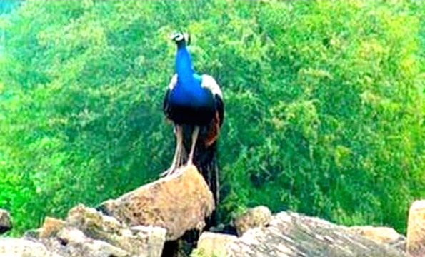 Beautiful Indian Peacock