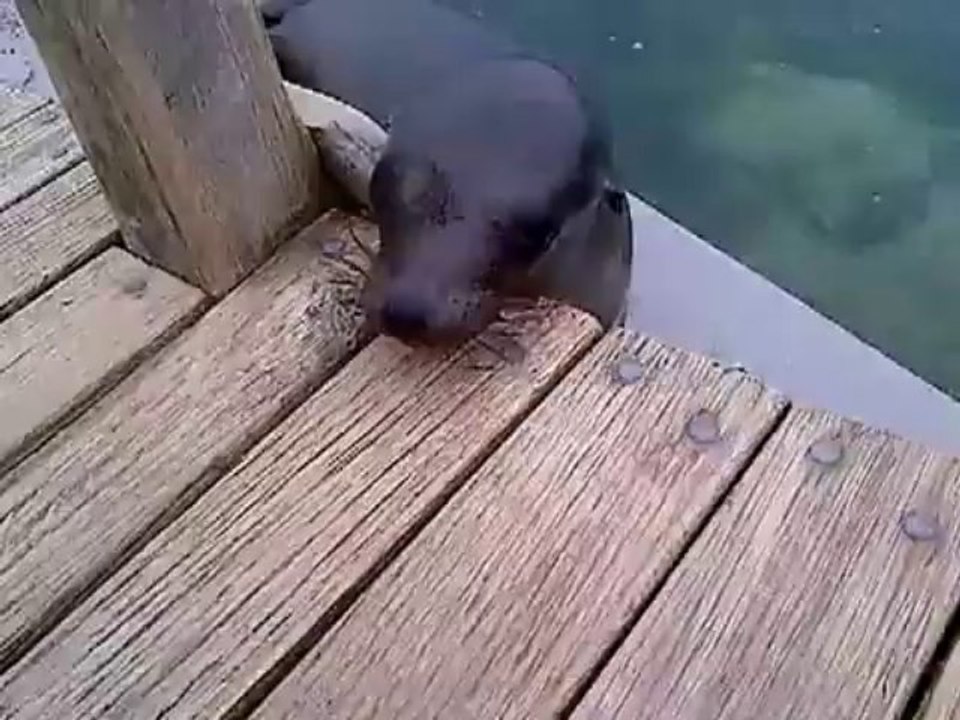 Sea lion in Galapagos | Galapagos Animals