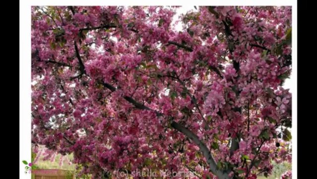 BVLGARI Omnia Green Jade Eau De Toilette Spray