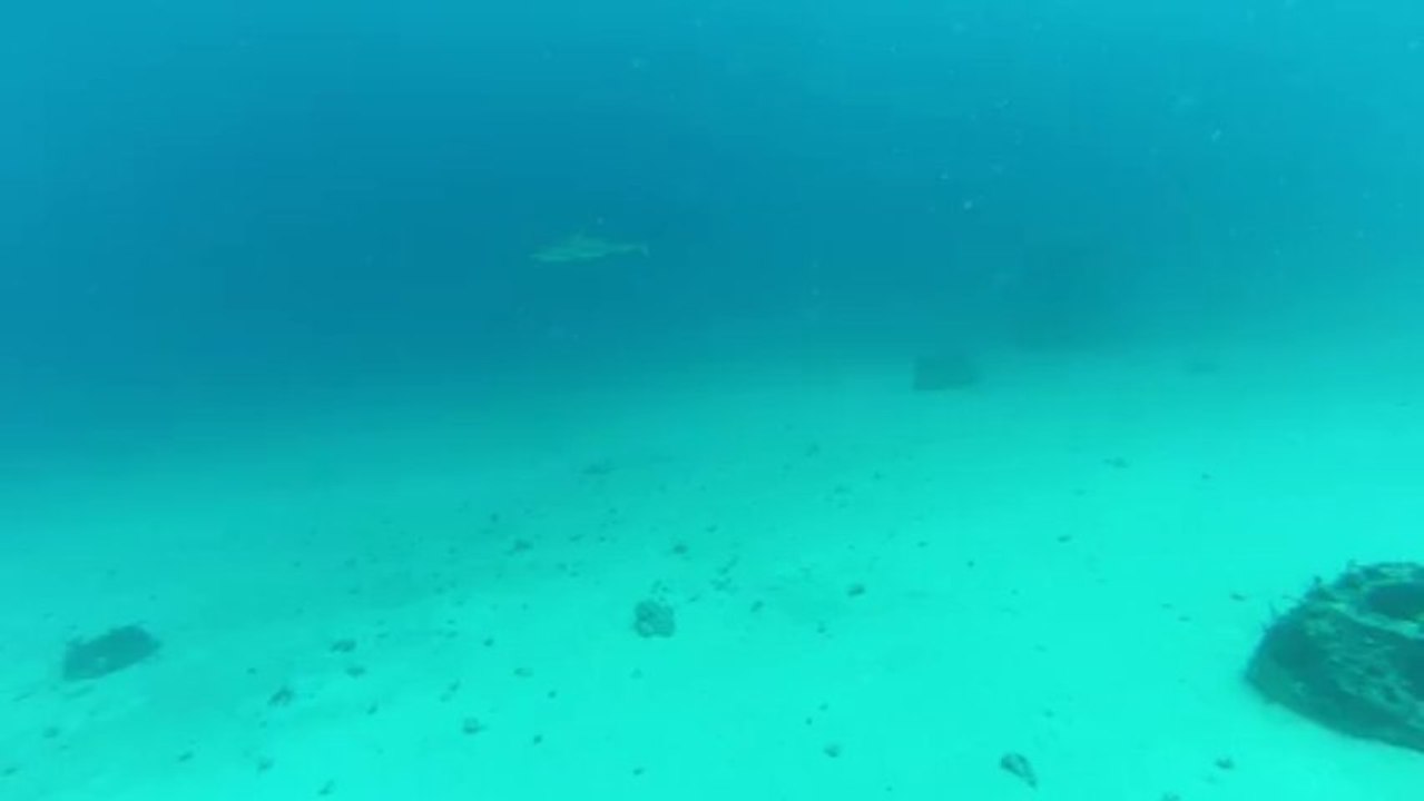 Requin - Saint Martin