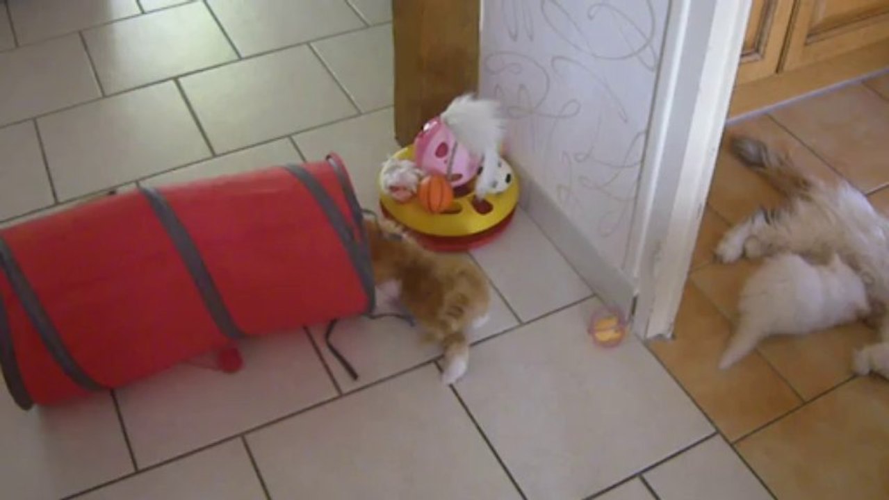 mes persans à 2 mois