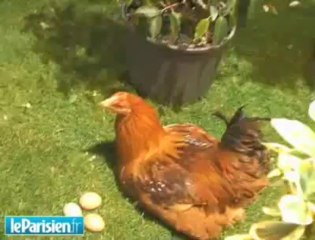 Salon de l'Agriculture: des éleveurs aux petits soins"
