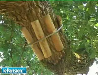 Un hôtel... dans les branches