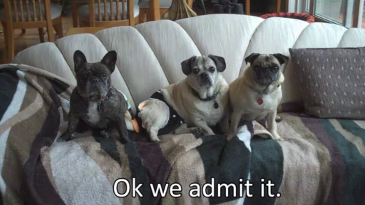 Dog Incontinence - Is Your Older Dog Trying to Tell You Something?