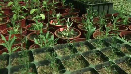 Restauración Forestal. 2ª Entrega Monte Mediterráneorráneo._640x360