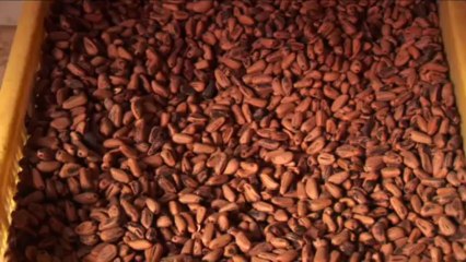 Viveros Forestales .3ª y última entrega de Monte Mediterráneo