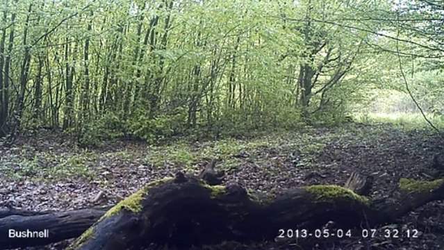 Sangliers forêt de la Hardt