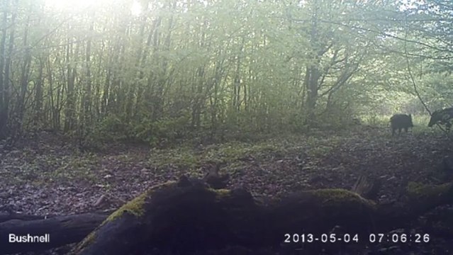 Sangliers forêt de la Hardt