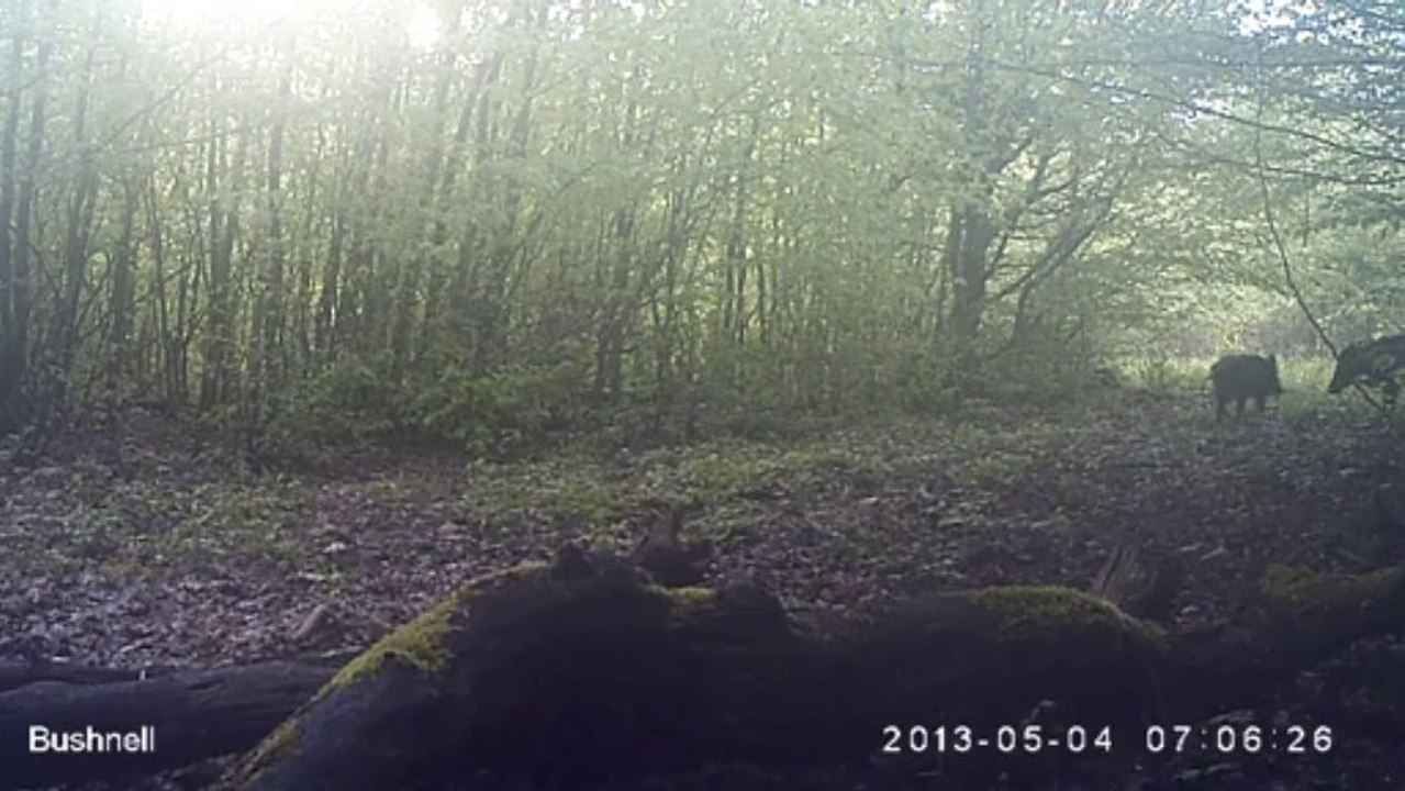 Sangliers forêt de la Hardt