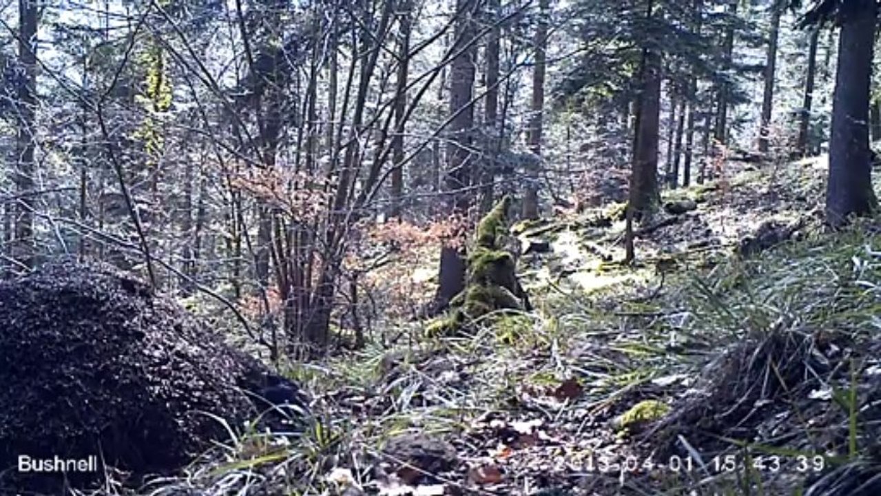 Merle mangeant sur une fourmilière