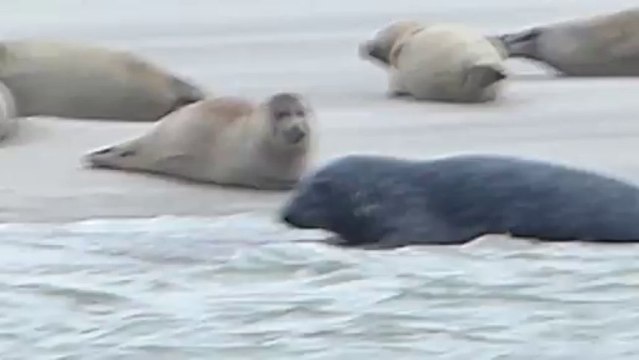 Les phoques de Berck