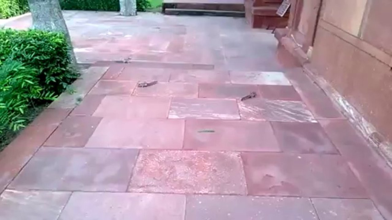 FU Squirrel