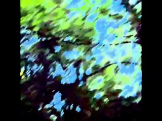 Zero Project...Forest of the Unicorns