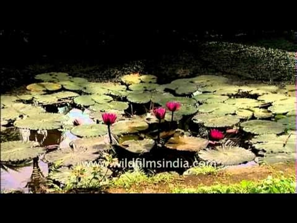 Beautiful pink water lilies