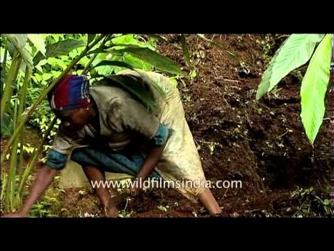 South Indian woman sorting the Cardamom plantation