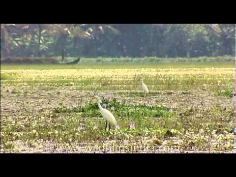 Egrets and water hyacinths