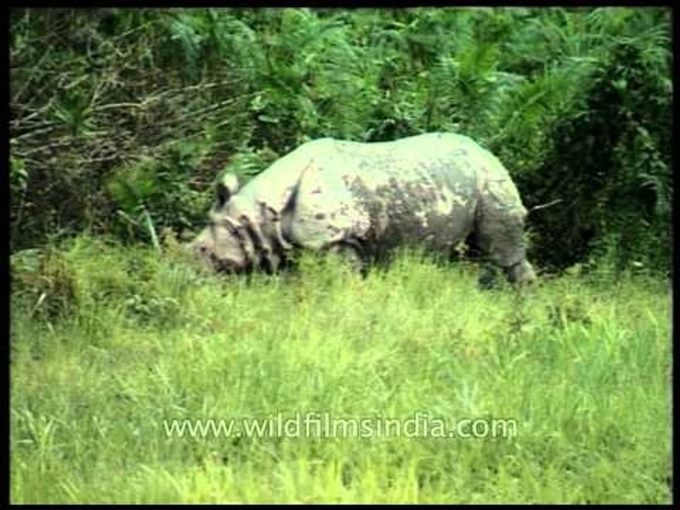 Slow grazing on a endless grassland: Rhino at Kaziranga