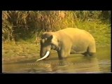 Gone fishing! This hathi catches fish...