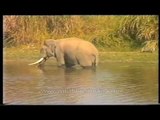 Elephant Fishing! Weirdest thing you saw