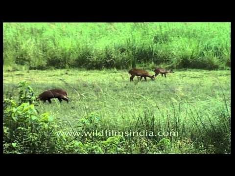 Hog deer grazing on green grass in Kaziranga forest meadow