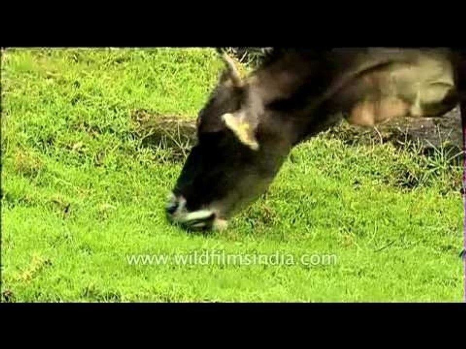 Cattle grazing on the fields