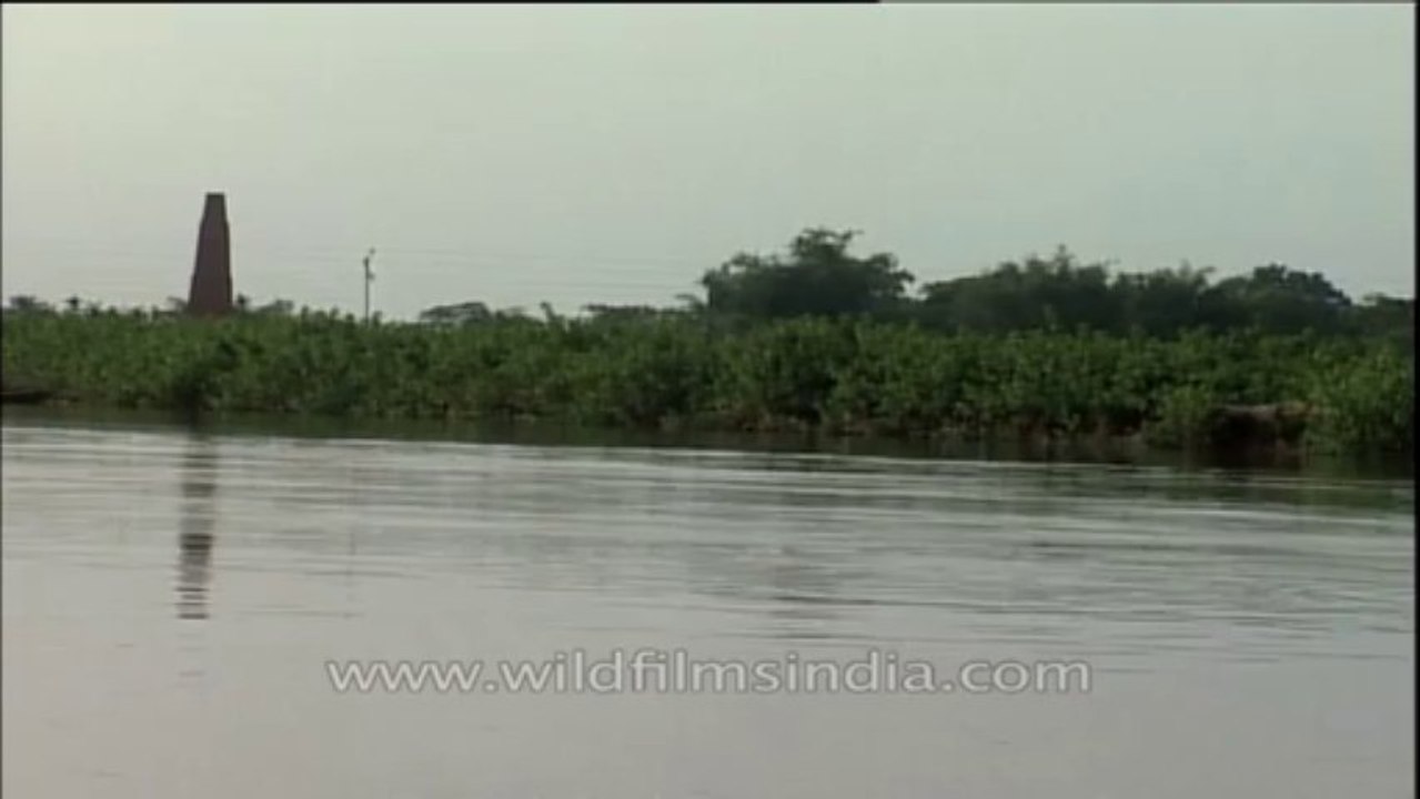 Gangetic Dolphin? - Big fishes in a big river
