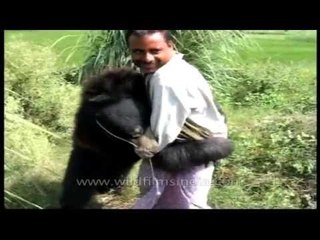 Sloth Bear wrestles its own handler!