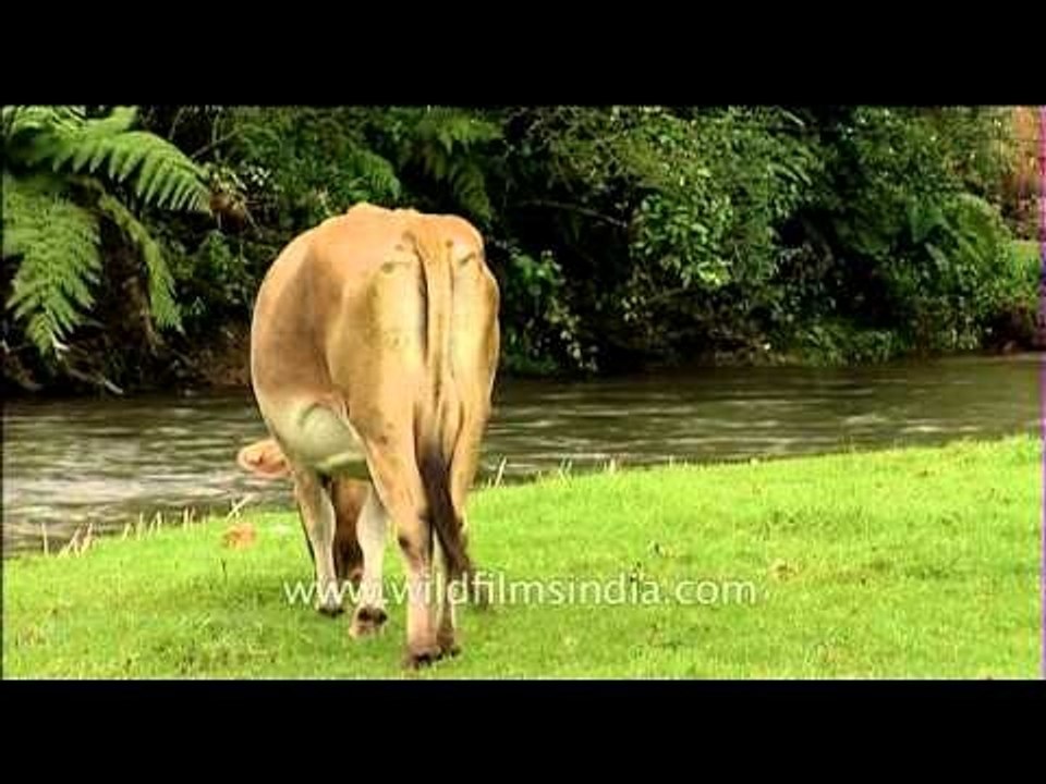 Cattle grazing on green grass