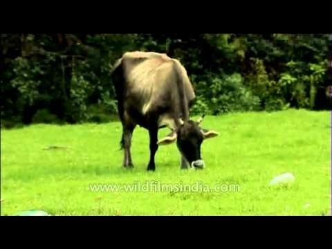 Cattle grazing in central Indian grassland